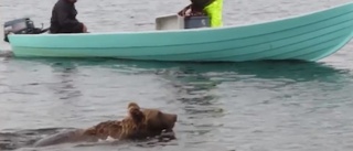 Video: Närgånget björnmöte i sjö