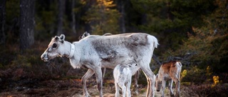 Hund bet ren – ägaren döms till böter