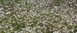 Blommande äng gynnar naturen