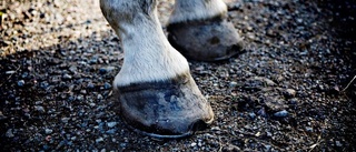 Ingen kritik mot veterinär