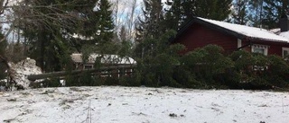 19 meter hög gran föll vid fritidshuset