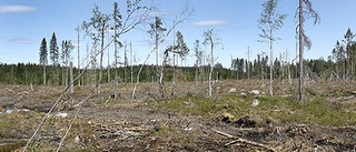 Naturvärden förstörs vid avverkning