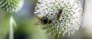 Försök vara rädd om våra insekter