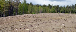 Granskning/Grusgropen som försvann