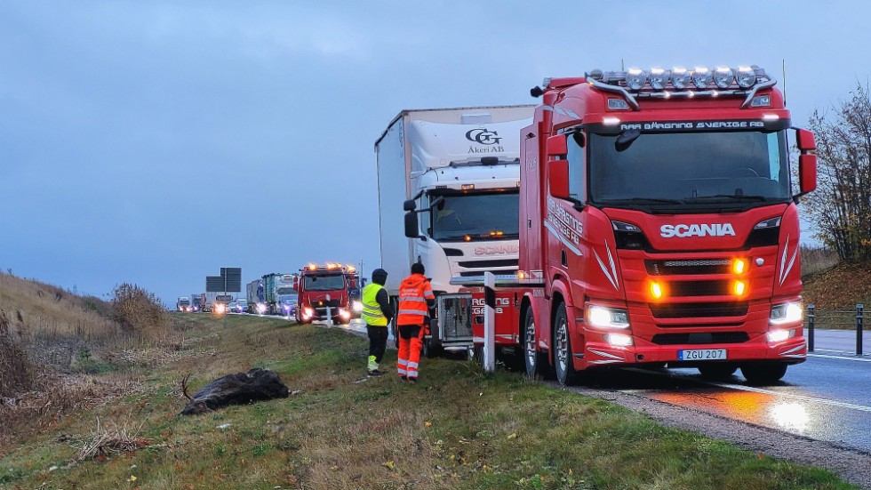 Två lastbilar kolliderade med en älg på riksväg 50 utanför Fågelsta på onsdagsmorgonen. 