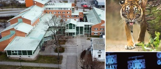 "Varning för tigern" i kommunhuset i Motala