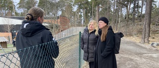 Fräck konststöld i skogen slår hårt mot förskolebarn