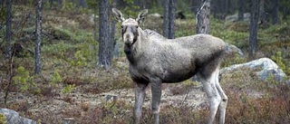 Flera jaktbrott i länet i dag