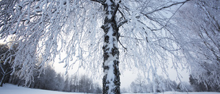 Dagens väder: Enstaka snöbyar 