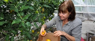 "Vi har haft en bra tomatskörd"