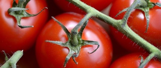 Stigande elpris hårt slag för tomatodlingen