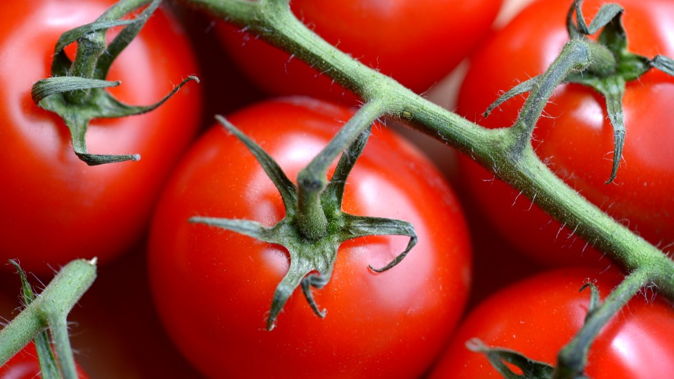 Sveriges ledande tomatodlare Nordic Greens Trelleborg ställer in sin odling under kommande vintersäsong. Arkivbild.