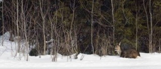 Rådjuren dör ute i skogen av matbrist