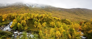 Svenska jägare ska ha förtur till fjälljakten