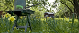 Hälsovinster med trädgård och natur