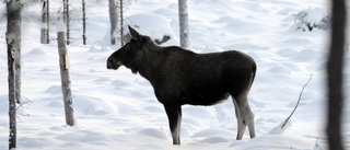 Närgången älg i Svansele får skjutas