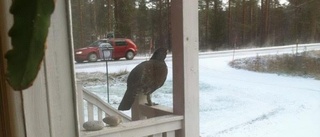 Tjäderbesök på gårdarna i Lidbacken