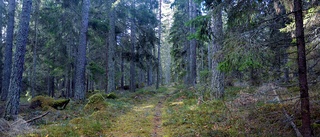 "Ledare om skogen missleder läsarna" • Chefredaktören svarar på kritiken