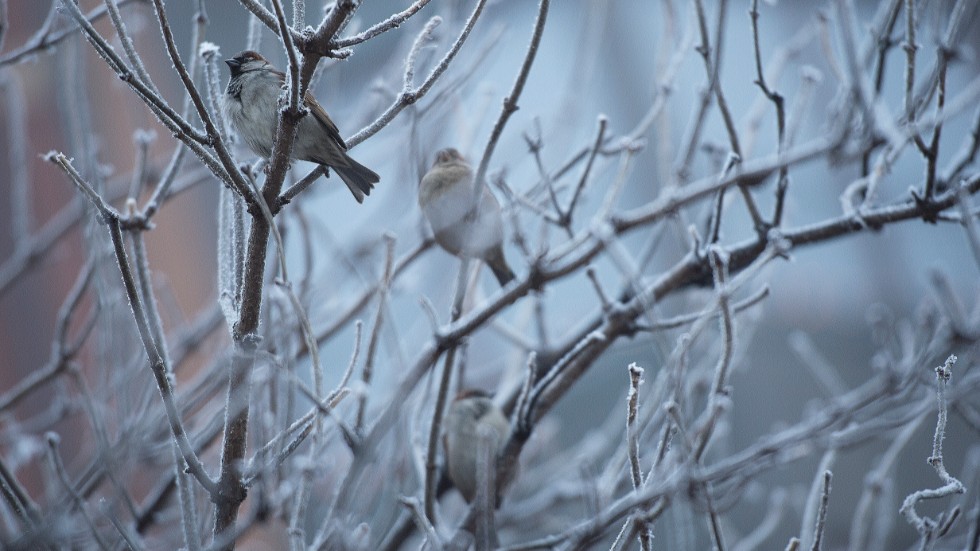 Det kommer bli omöjligt att bedriva någon form av verksamhet, i skogen, eller om de här reglerna kopplade till artskyddsförordningen ska dras till sin spets, även i lantbruket.