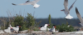 Kräsen tärna ska räddas med tvättat grus