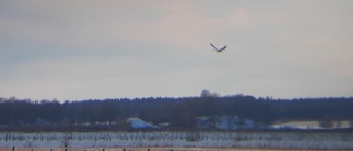 Våren på G - första tranan vid Hornborgasjön