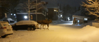 Video: Se när älgkossorna besöker centrala Luleå