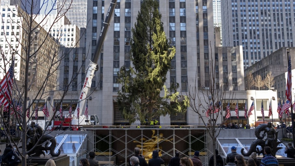 Årets julgran lyfts på plats vid Rockefeller Center i New York.