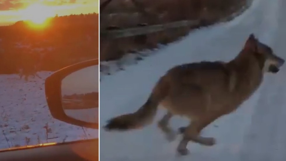 Vargen som Gustav Olsson fångade på film.