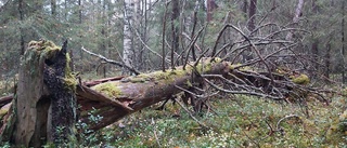 Död ved i Gotlands skogar främjar biologisk mångfald