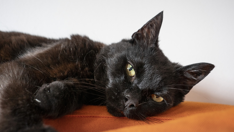 En man i Östhammar hade 13 katter i sitt hem trots att han var belagd med djurförbud. Katten på bilden är ingen av dem.