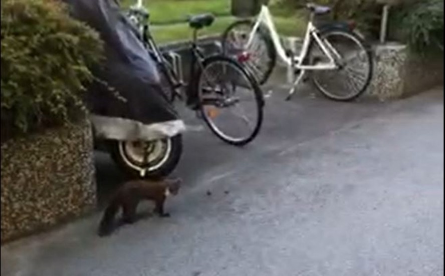 Läsare lyckades fånga den ovanliga besökaren på film.