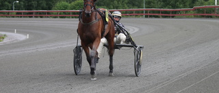 Bodenhästar ramade in V4-spelet i Skellefteå