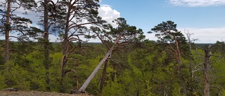 Skogens dag i Fröjel inställd 