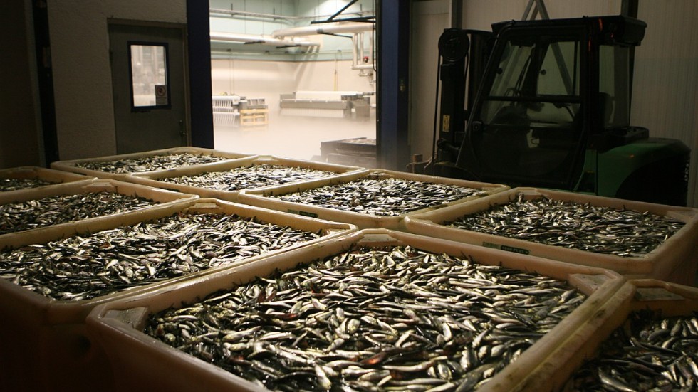 Tusentals ton småfisk från fabriken i Ronehamn säljs som minkfoder i Danmark. Den marknaden dog tvärt när alla minkar i landet avlivades, och nu är fabrikens framtid hotad.