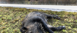 Älgjägare spanar efter döda vildsvin