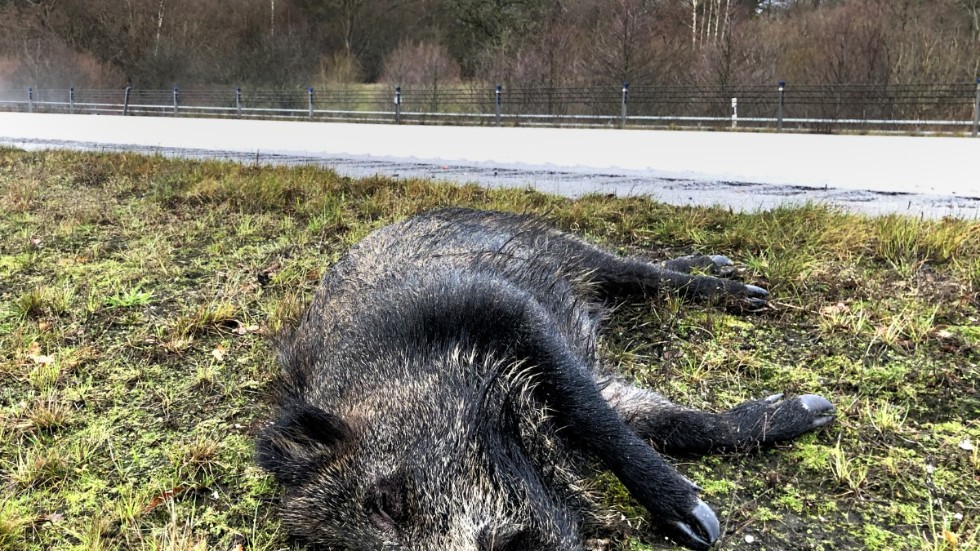 Ett vildsvin som dödats i en trafikolycka i Västergötland. Arkivbild.