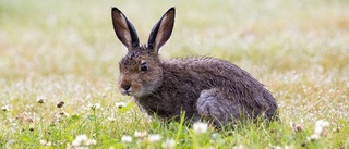 Påkörd hare satt fast på bilen