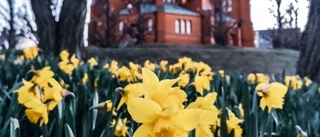 Blommande påskliljor vann i april