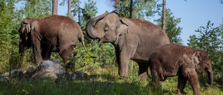 Kungens elefant väntar smått