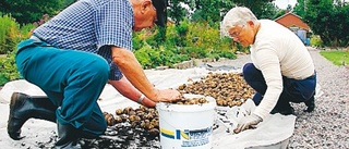 Skördemarknad på Kulbacken