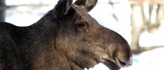 Älg motades ut ur ställverk