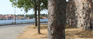 Almar på Slottsholmen blir fall för JO