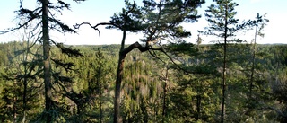 Fem nya naturreservat av artrik kyrkskog i länet