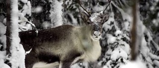 Blidan - renarnas sämsta julklapp