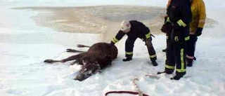 Lyckligt slut för älg i vak