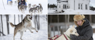 30-åriga Sanne och hennes 33 huskies skapar liv i byn