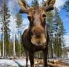 För liten jaktyta - indragen älgjaktslicens