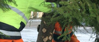 Tolv meter gran på torget