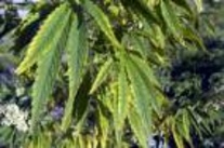 Cannabis planterat i rabatten