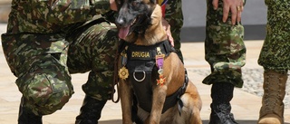 Colombia hedrar försvunnen sökhund med medalj